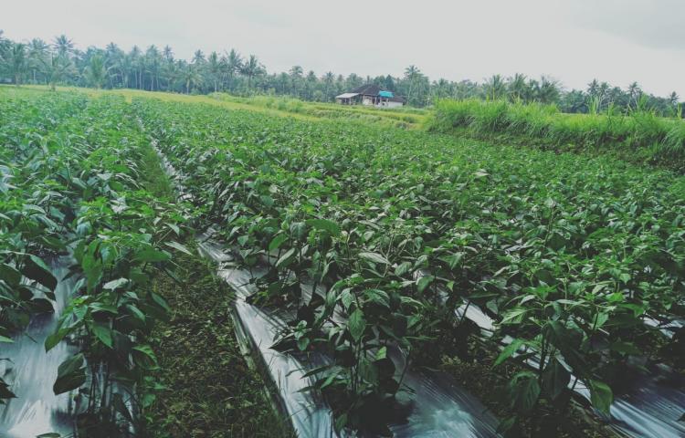 Perkembangan Tanaman Cabai di Subak Karang Dalem, Kecamatan Abiansemal