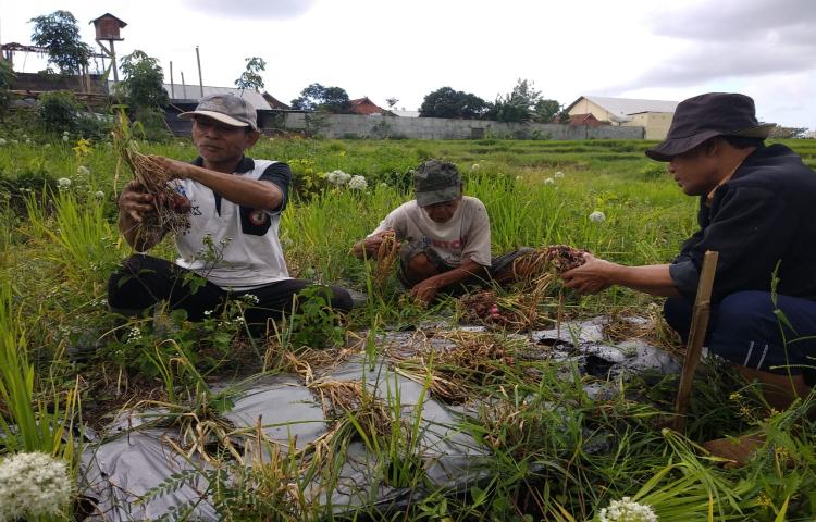 Petani Bawang Merah Subak Delod Sema Mulai Panen