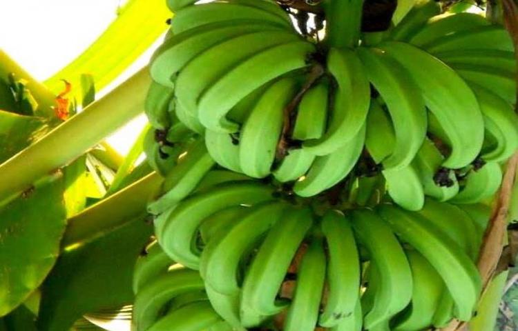 Pisang Mulu Bebe Idola Pemuda Halmahera Barat