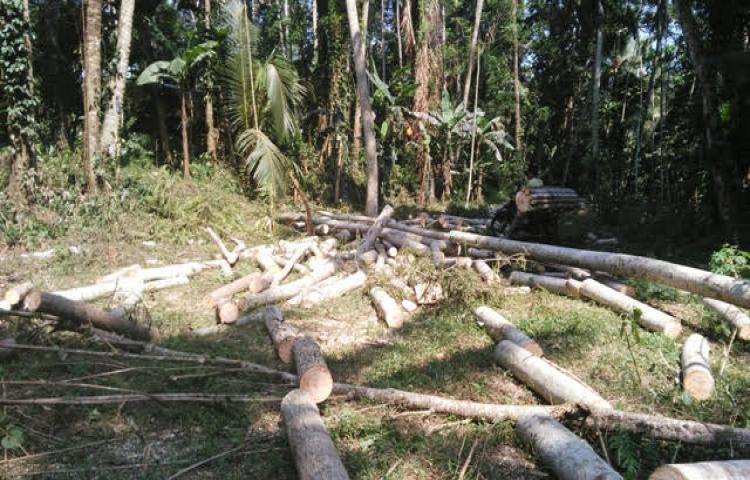 Pola Pemanenan Pohon oleh Petani di Kecamatan Petang