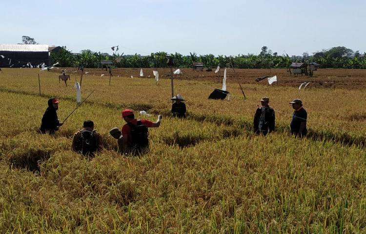 Produktivitas padi sawah varietas Ciherang di Kecamatan Kuta 69,14 kw/ha