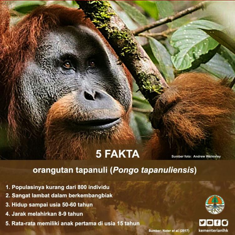 Program Konservasi Orangutan Sumatra (YEL-SOCP)