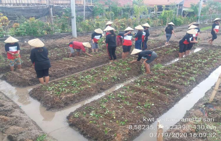 Dalam Program Penumbuhan Pekarangan Pangan Lestari ( P2L), Ka. BPP Minggu, 19/7/2020 Dampingi Penanaman Tanaman Hortikultura Dilahan Demplot KWT Sedana Amerta Sari, Angantaka, Abiansemal