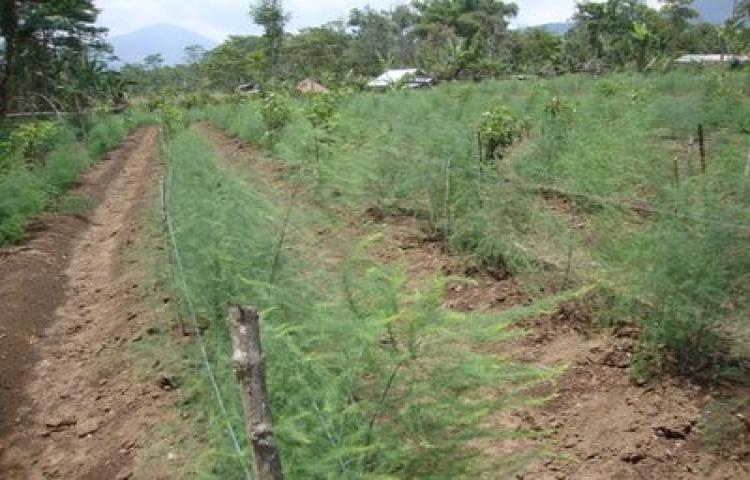 Prospek Pengembengan Asparagus di Badung Utara