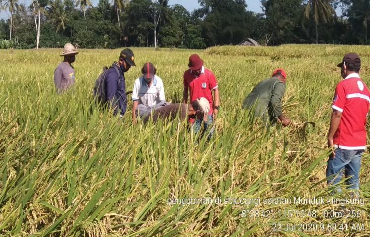 Rata-Rata Hasil Ubinan Demplot Menggunakan Insektisida Dekapirim 400 SC Pada Tanaman Padi Hibrida Mapan 05 di Subak Cangi Selatan, Sembung, Mengwi  7,7 Ton/Ha.