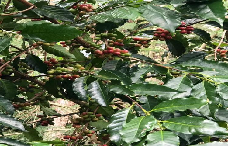 Sampai Rabu, 1/7/2020, sudah 2.312,3 Kg Buah Kopi Petik Merah Hasil Kebun Areal ATP, Belok, Petang