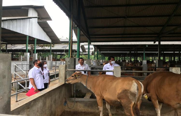 Sebelum Pelaksanaan Lelang Sapi Yang Sudah Waktunya Diafkir, Tim Aset BPKAD Didampingi Tim Diperpa Monev Ke Sentra Ternak Sobangan, Mengwi