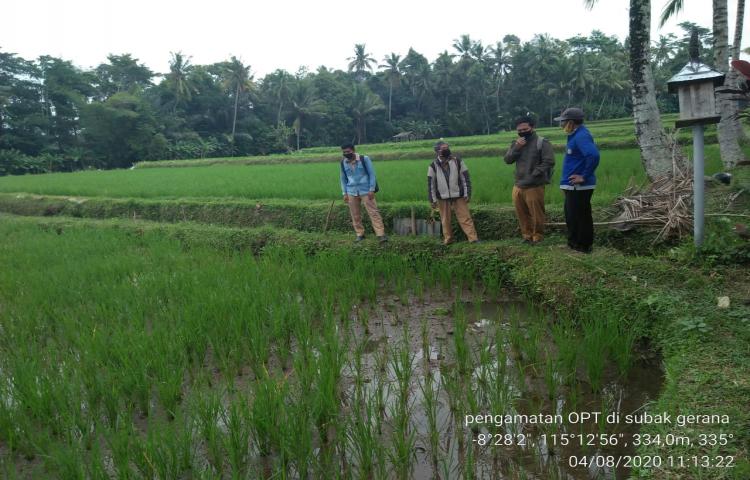 Sinergi POPT, Penyuluh Bersama Petani Lakukan Pengamatan OPT di Subak Karang Dalem, Pacung dan Gerana Abiansemal