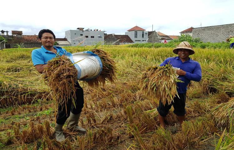 Sinergi Stakeholder dengan UPT Dinas Pertanian dan Pangan Kecamatan Kuta Utara Kabupaten Badung