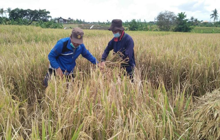 Sinergitas Diperpa Bersama BPS Badung Dalam Pengambilan Ubinan Padi KSA Sistem CAPI SR III Tahun 2020 di Subak Batan Wani Sading dan Munggu, Mengwi