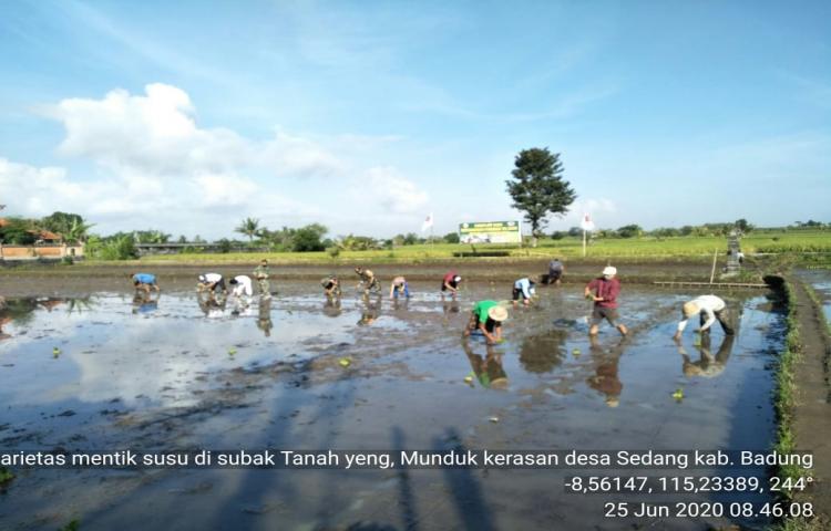 Sinergitas PPL dengan Kodim 1611 Badung dalam Penanaman Padi Varietas Mentik Susu di Subak Tanah Yeng, Sedang, Abiansemal