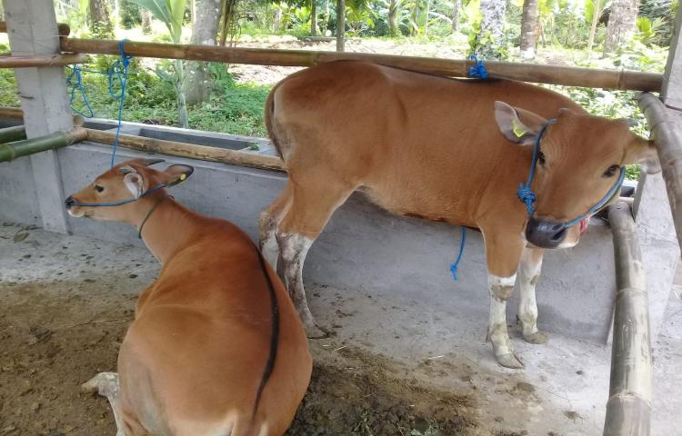 Tani Mas Lembu Manik Luwih Desa Sembung, Kecamatan Mengwi