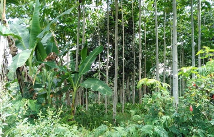 Teknik Budidaya Tanaman Kayu-kayuan