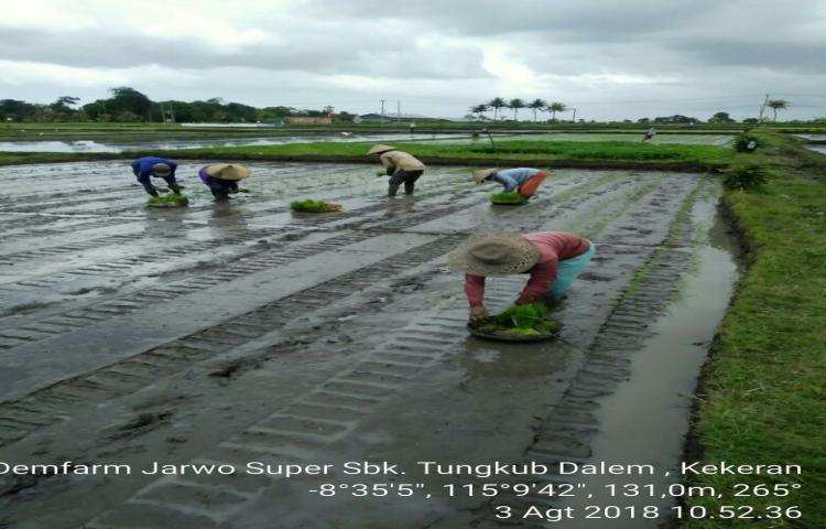 Teknologi Budidaya Padi Jajar Legowo Super atau Jarwo Super