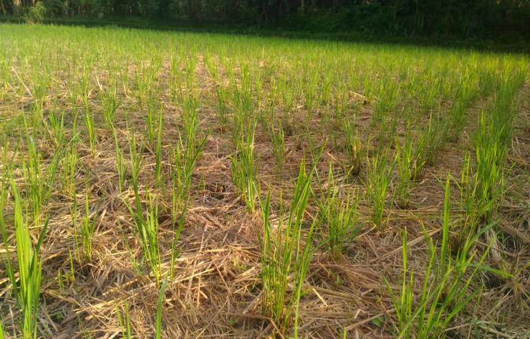 Teknologi Salibu  :  Tanam Padi Sekali, Panen Lebih Tiga Kali di Subak Mungkagan