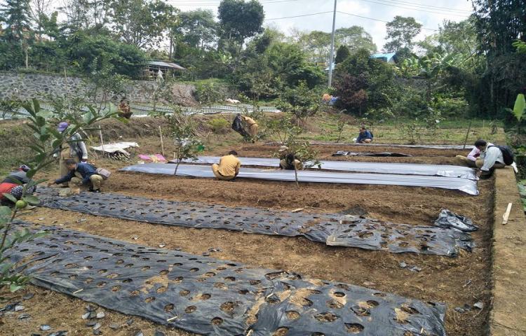 Temu Lapang Demplot Bawang Merah dalam Upaya Pengembangan BPP Pertanian Kecamatan Petang