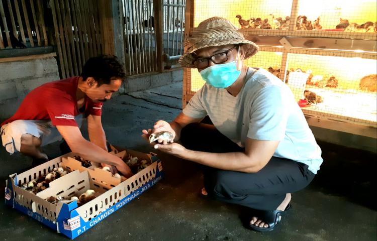 Tidak Mengenal Hari Libur Ka. Diperpa Tinjau Kelompok Ternak Ayam Buras Manuk Lestari di Banjar Keraman Abiansemal