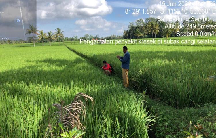 Tim POPT Kecamatan Monitoring OPT Kresek pada Tanaman Padi di Subak Cangi Selatan Sembung Mengwi