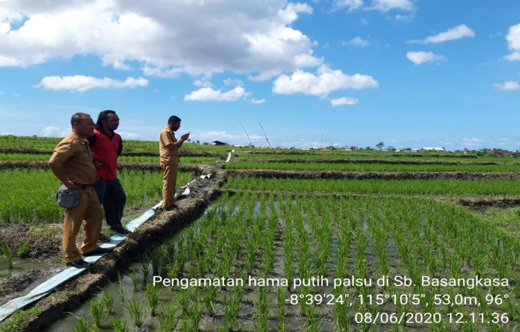 Tim POPT Kuta Utara melakukan Monitoring Hama Kutu Putih pada Tanaman Padi di Subak Basangkasa