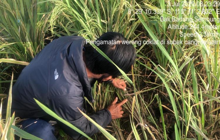 Dampingi Petani POPT dan PPL Melaksanakan Kegiatan Spot Stop Wereng Coklat di Subak Cangi Selatan, Sembung, Mengwi