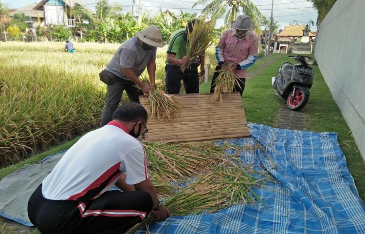 Tim TPH dan Penyuluh Lakukan Pengambilan Ubinan Padi Inbrida Bantuan APBN 2020 di Subak Bantan, Tibubeneng, Kuta Utara dengan Hasil 72,04 kw/ha