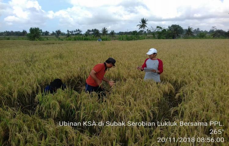 Ubinan KSA Komoditi Padi di Subak Serobian Desa Lukluk, Kecamatan Mengwi, Kabupaten Badung