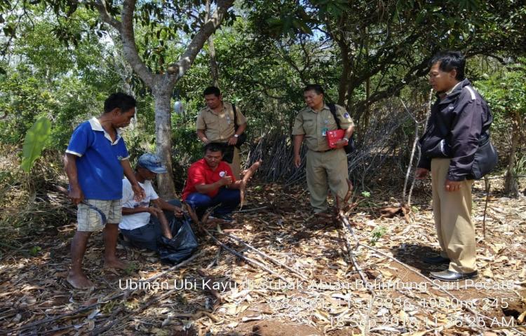 Ubinan Ubi Kayu di Subak Abian Belimbing