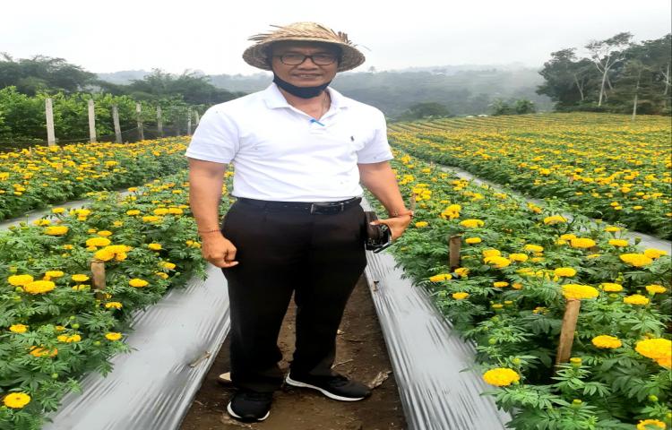 Usai Penyerahan Benih Cabai dan Pestisida, Ka. Diperpa di dampingi Ka. BPP Petang Sempatkan Tinjau Tanaman Gumitir dan Jeruk, Potensi Topang Ekonomi Masyarakat Petani