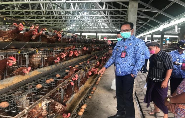 Wabup Suiasa Tinjau Kelompok Ternak Ayam di Kecamatan Petang